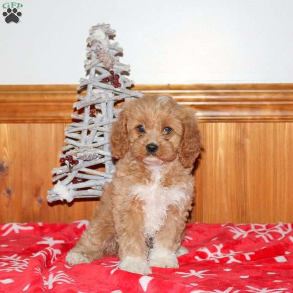 Molly, Miniature Poodle Mix Puppy