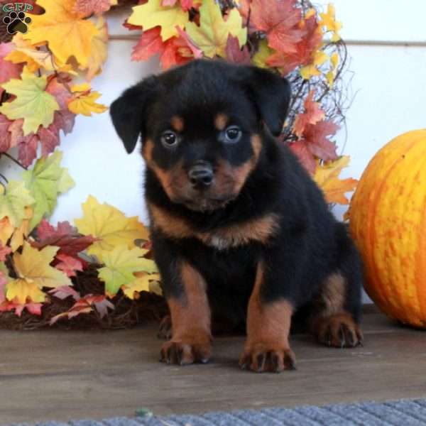 Molly, Rottweiler Puppy