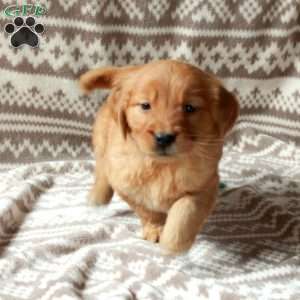 Molly, Golden Retriever Puppy