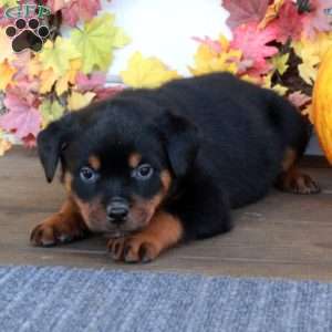Molly, Rottweiler Puppy