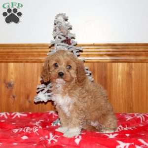 Molly, Miniature Poodle Mix Puppy