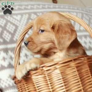 Molly, Golden Retriever Puppy