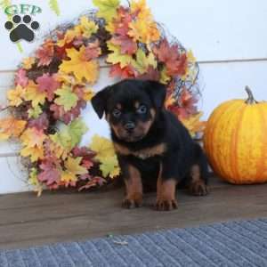 Molly, Rottweiler Puppy