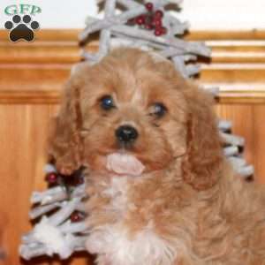 Molly, Miniature Poodle Mix Puppy