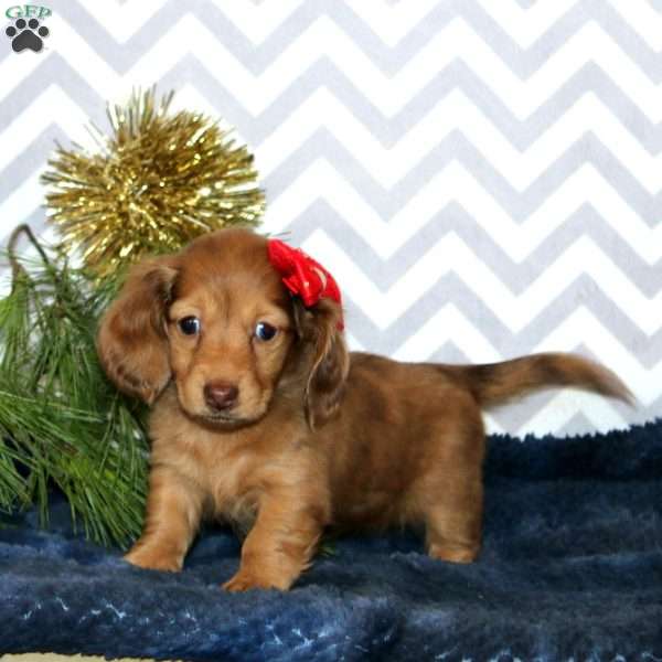 Molly – Mini, Dachshund Puppy