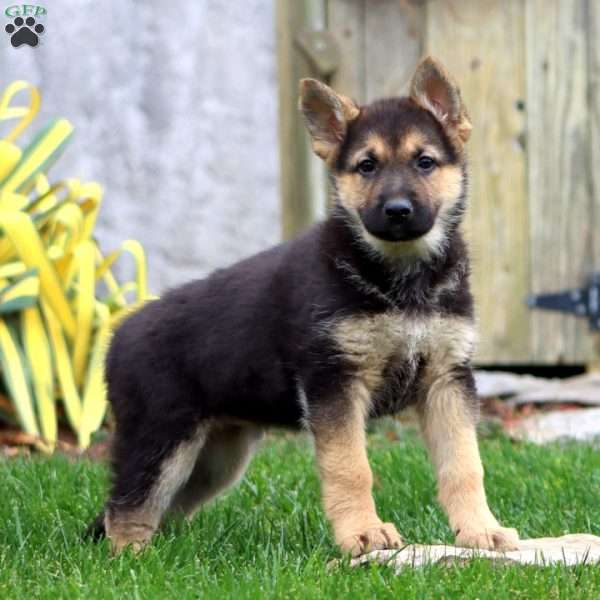 Molly, German Shepherd Puppy