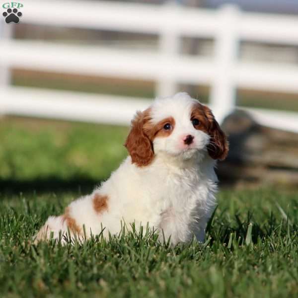 Molly, Cavapoo Puppy