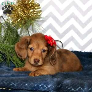 Molly – Mini, Dachshund Puppy