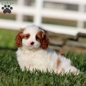 Molly, Cavapoo Puppy