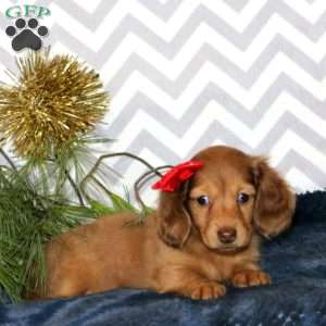 Molly – Mini, Dachshund Puppy
