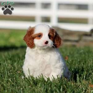 Molly, Cavapoo Puppy