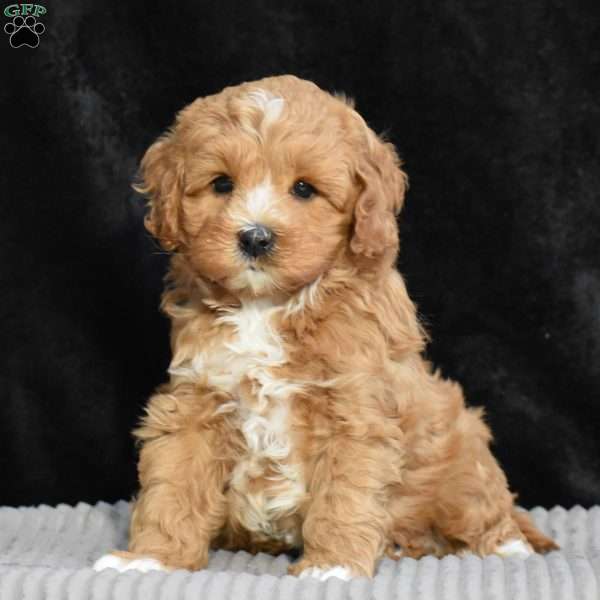 Monty, Cavapoo Puppy