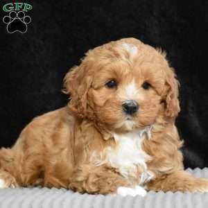 Monty, Cavapoo Puppy