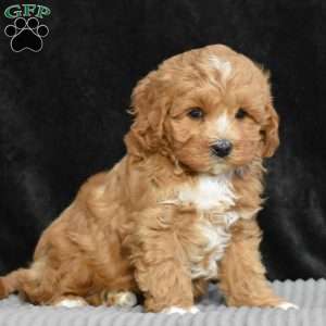 Monty, Cavapoo Puppy