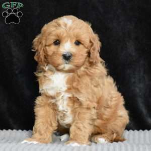 Monty, Cavapoo Puppy