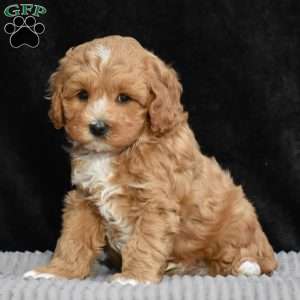 Monty, Cavapoo Puppy