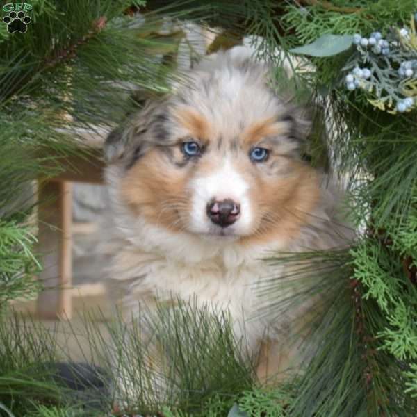 Moonflower, Australian Shepherd Puppy