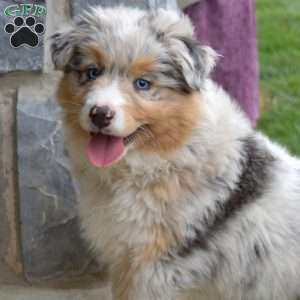 Moonflower, Australian Shepherd Puppy