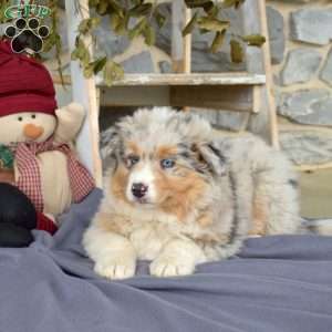 Moonflower, Australian Shepherd Puppy
