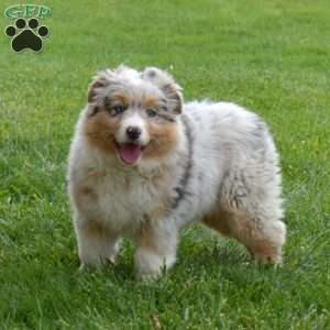 Moonflower, Australian Shepherd Puppy