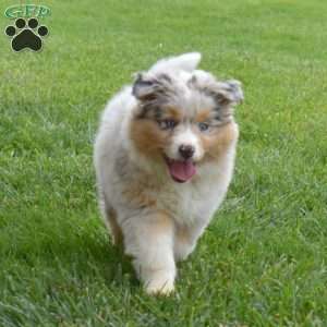 Moonflower, Australian Shepherd Puppy