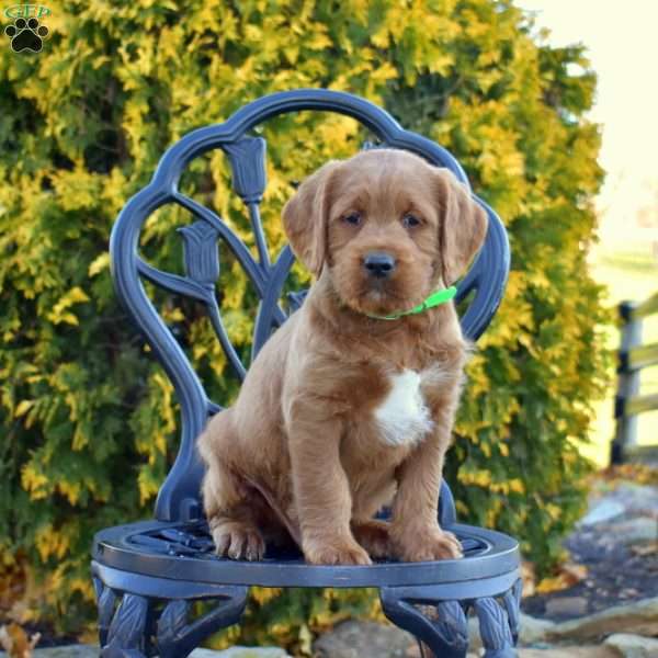 Moose, Labradoodle Puppy