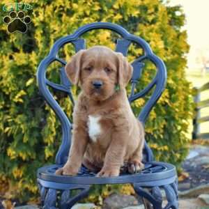 Moose, Labradoodle Puppy