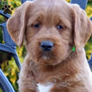 Moose, Labradoodle Puppy