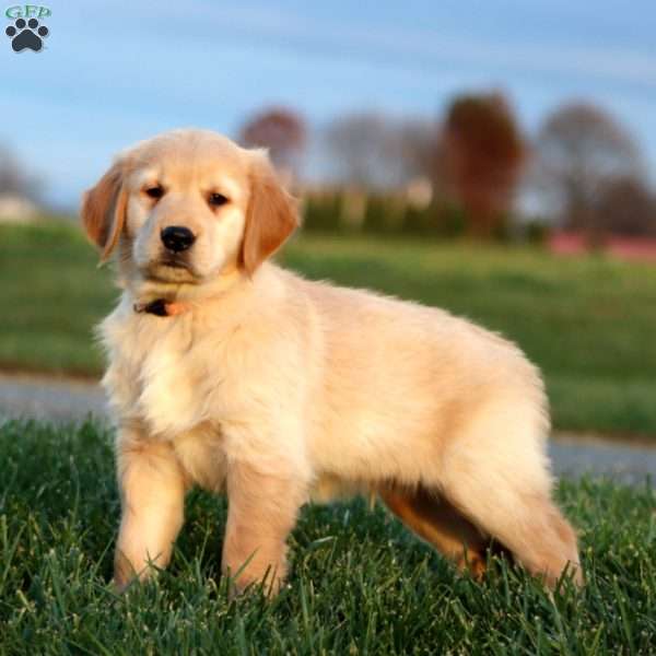 Mountain Dew, Golden Retriever Puppy