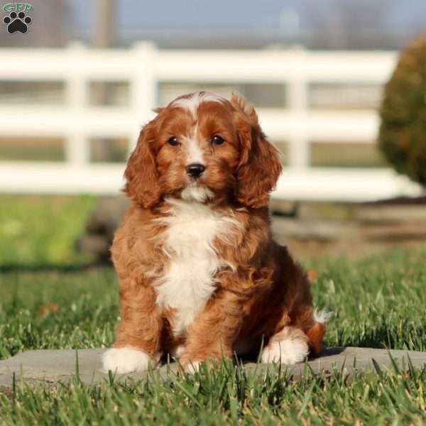 Muff, Cavapoo Puppy
