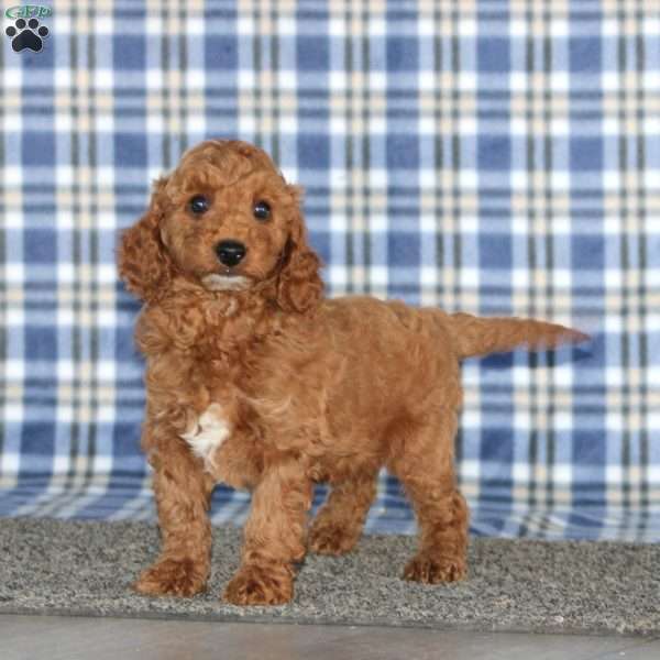 Muff, Miniature Poodle Puppy