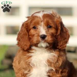 Muff, Cavapoo Puppy