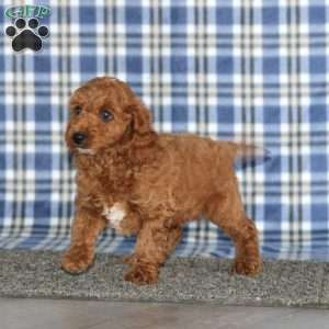 Muff, Miniature Poodle Puppy