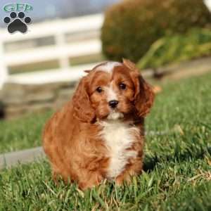 Muff, Cavapoo Puppy