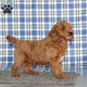 Muff, Miniature Poodle Puppy