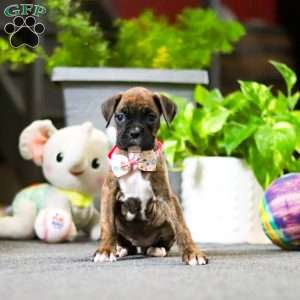 Muffin, Boxer Puppy