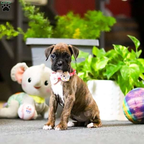Muffin, Boxer Puppy