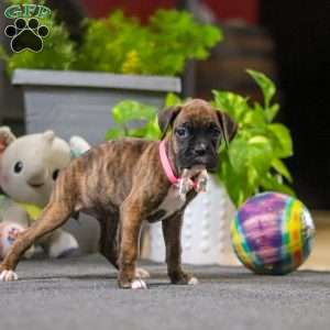 Muffin, Boxer Puppy