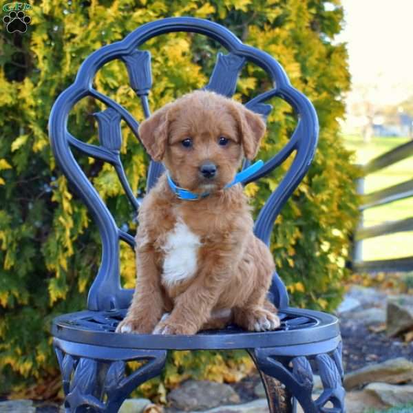 Muffin, Labradoodle Puppy