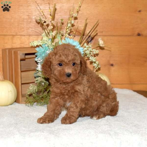 Muffin, Cavapoo Puppy