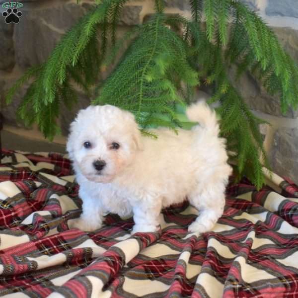 Muffin, Bichon Frise Puppy