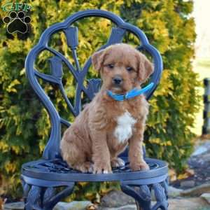 Muffin, Labradoodle Puppy