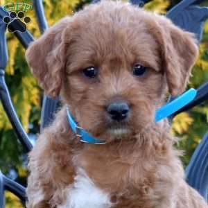 Muffin, Labradoodle Puppy