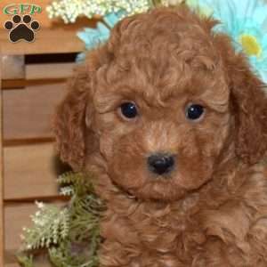 Muffin, Cavapoo Puppy