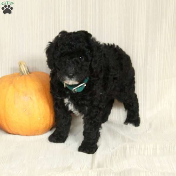 Muffin, Mini Bernedoodle Puppy
