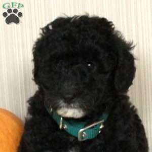 Muffin, Mini Bernedoodle Puppy