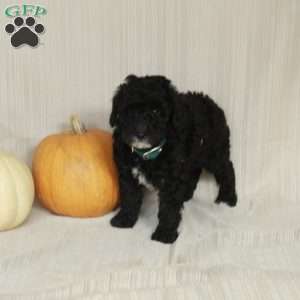Muffin, Mini Bernedoodle Puppy