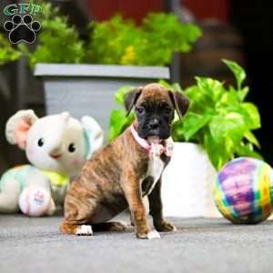 Muffin, Boxer Puppy
