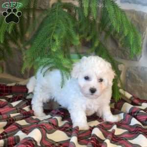 Muffin, Bichon Frise Puppy