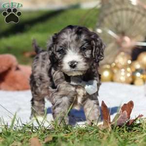 Murphy, Cockapoo Puppy